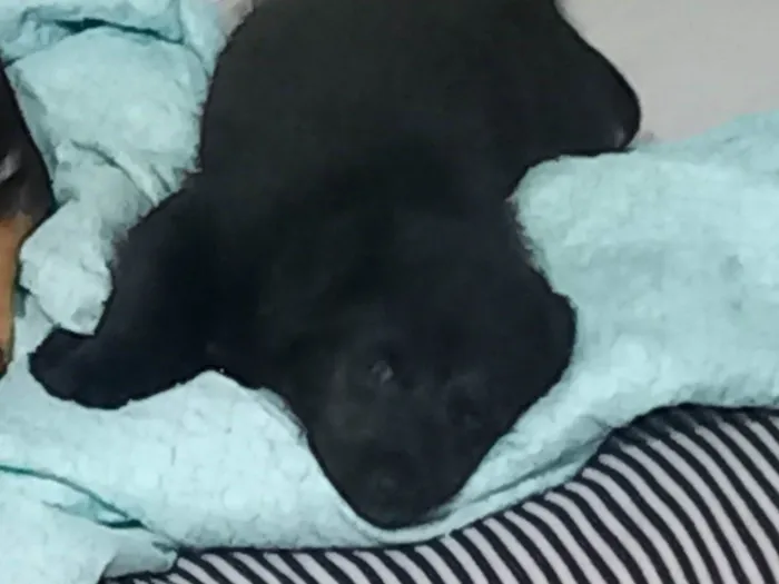 Cachorro ra a SRD-ViraLata idade 2 a 6 meses nome Sem nome 