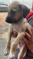 Tolinho