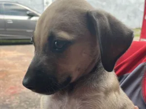 Cachorro raça SRD-ViraLata idade 2 a 6 meses nome Tolinho