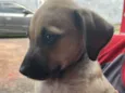 Tolinho