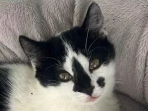 Gato raça SRD-ViraLata idade 2 a 6 meses nome Nick 