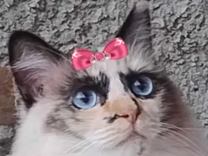 Gato raça SRD-ViraLata idade 1 ano nome Pérola 