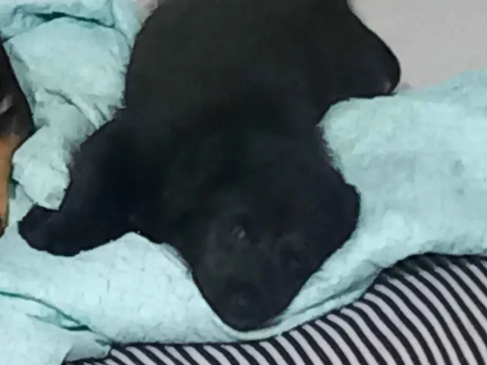 Cachorro ra a SRD-ViraLata idade 2 a 6 meses nome Sem nome 