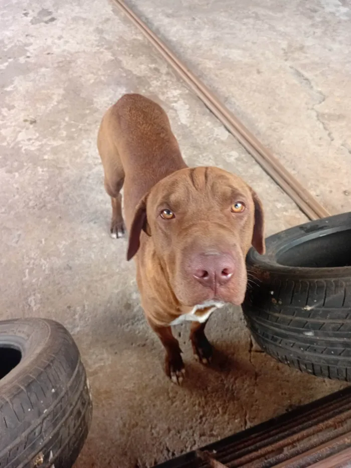 Cachorro ra a Fila idade 1 ano nome Cookie