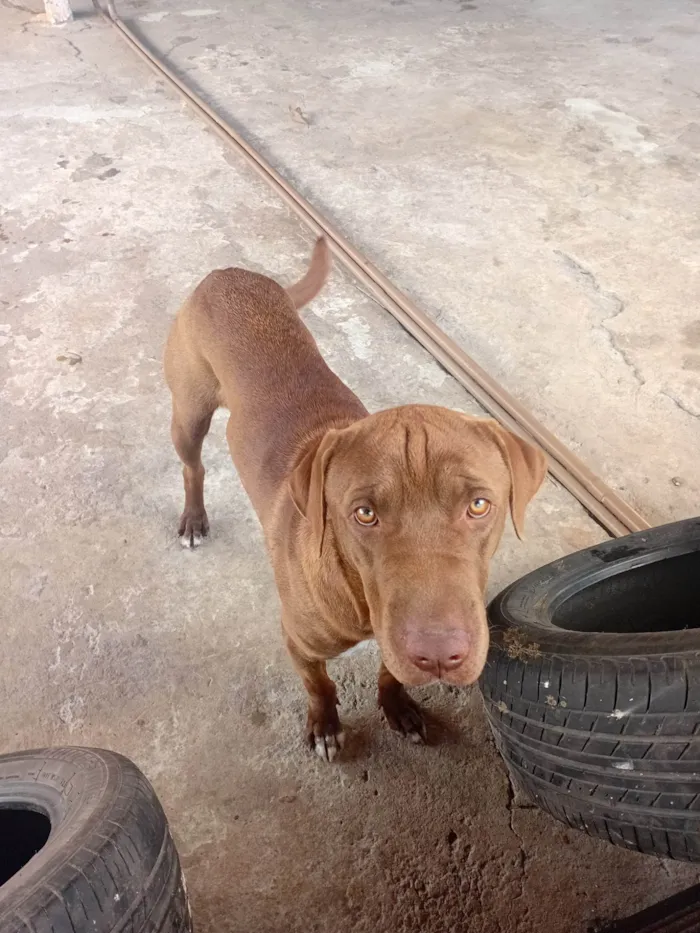 Cachorro ra a Fila idade 1 ano nome Cookie
