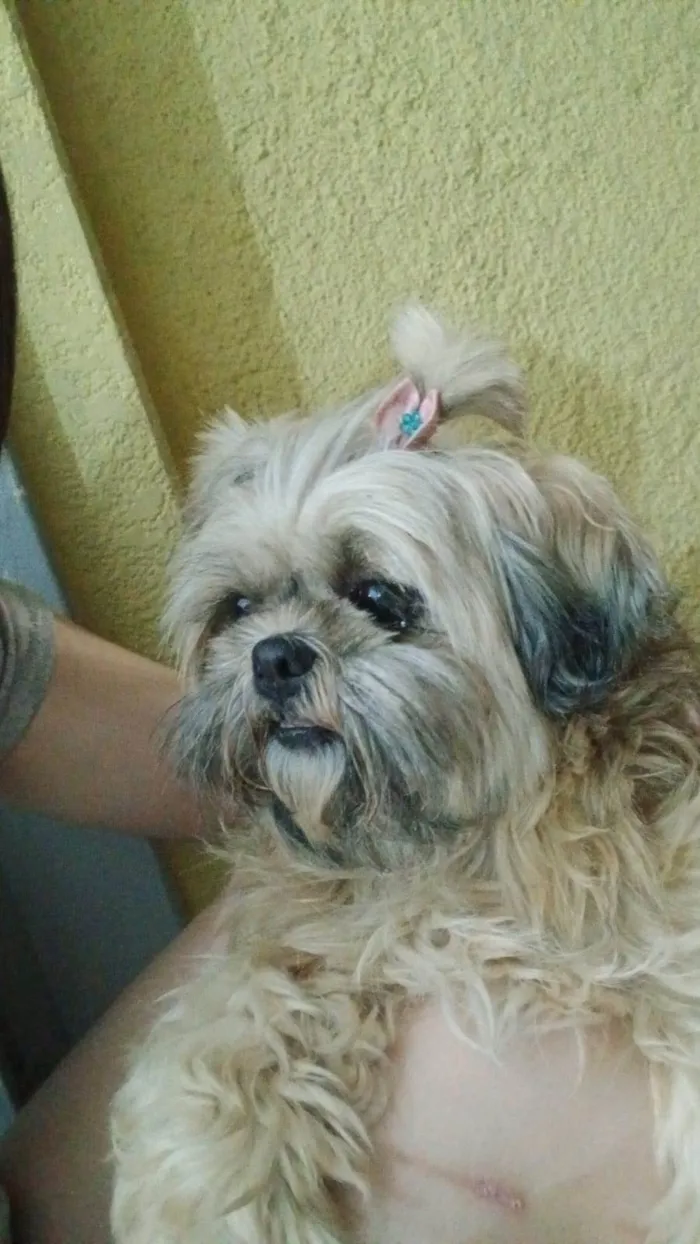 Cachorro ra a Shitzu idade 6 ou mais anos nome Ayla