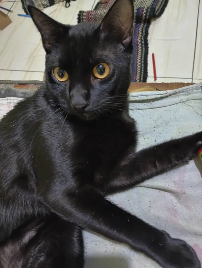Gato ra a SRD-ViraLata idade 7 a 11 meses nome Joaquim