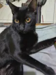 Joaquim