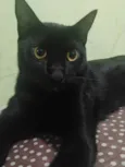 Joaquim