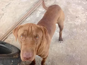 Cachorro raça Fila idade 1 ano nome Cookie