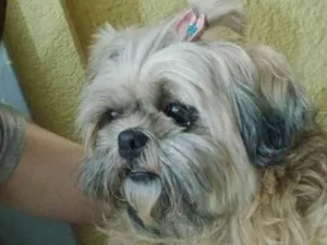 Cachorro raça Shitzu idade 6 ou mais anos nome Ayla