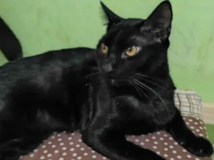 Gato raça SRD-ViraLata idade 7 a 11 meses nome Joaquim