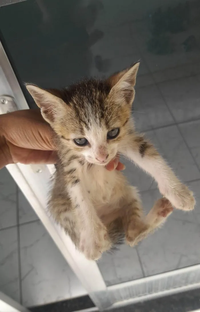 Gato ra a SRD-ViraLata idade 2 a 6 meses nome Amanda Coutinho Prado