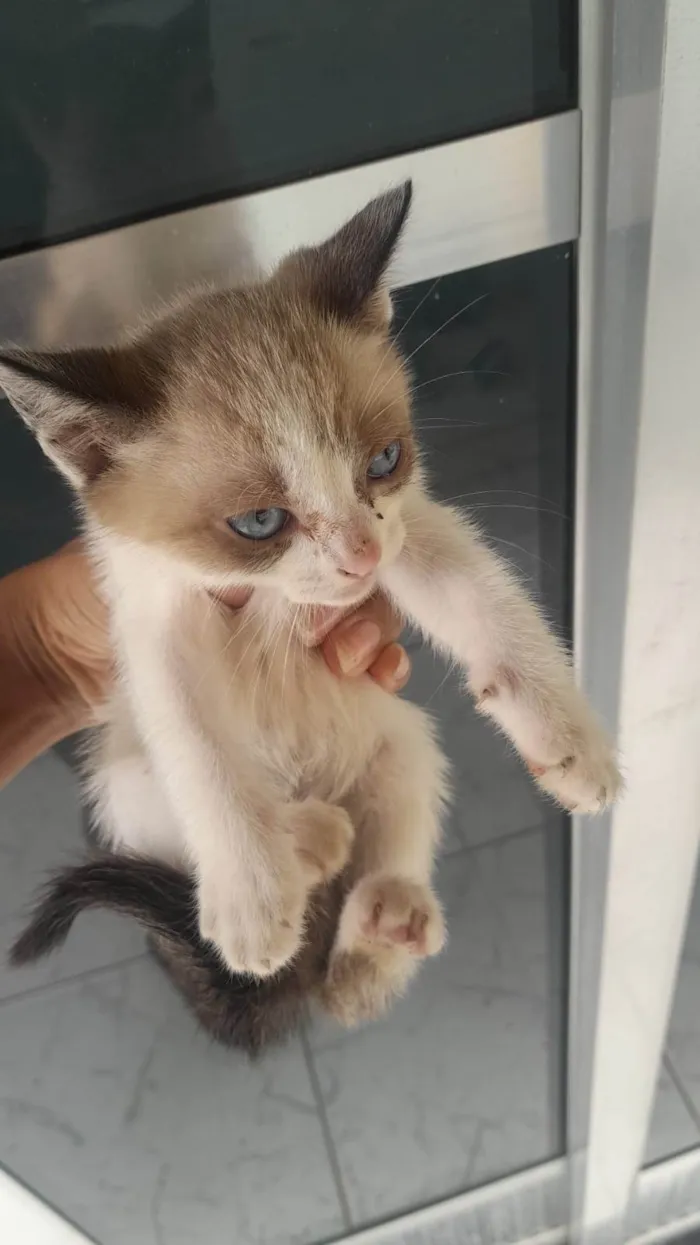 Gato ra a SRD-ViraLata idade 2 a 6 meses nome Amanda Coutinho Prado