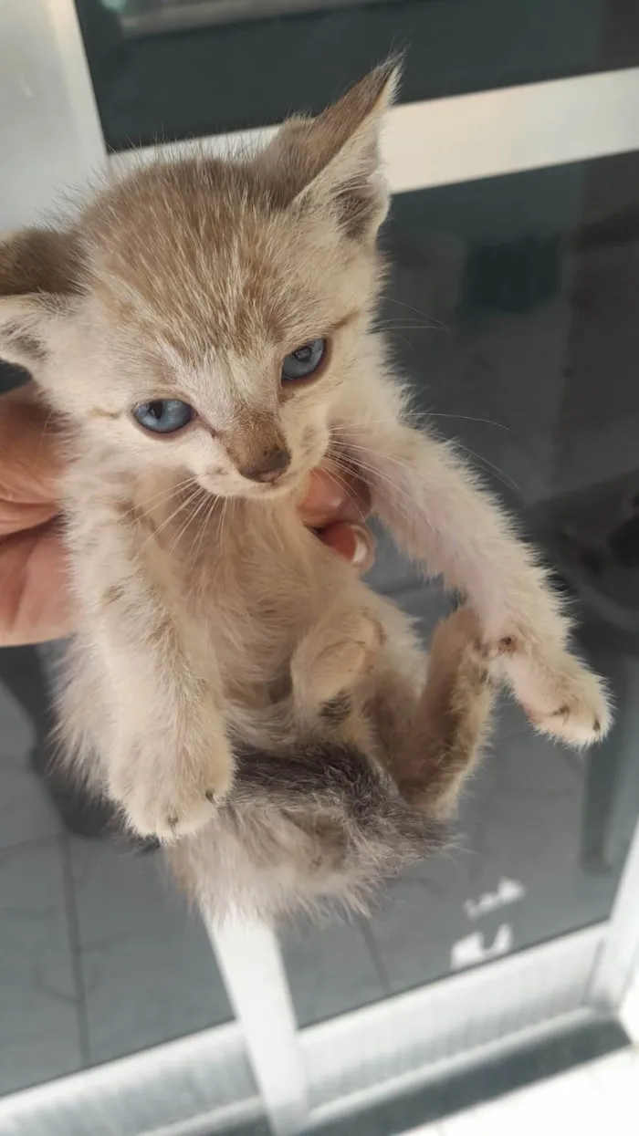 Gato ra a SRD-ViraLata idade 2 a 6 meses nome Amanda Coutinho Prado