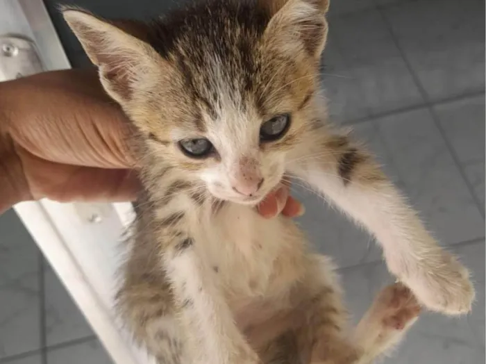 Gato ra a SRD-ViraLata idade 2 a 6 meses nome Amanda Coutinho Prado