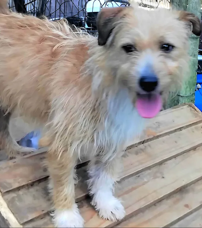 Cachorro ra a SRD-ViraLata idade 1 ano nome Timóteo 