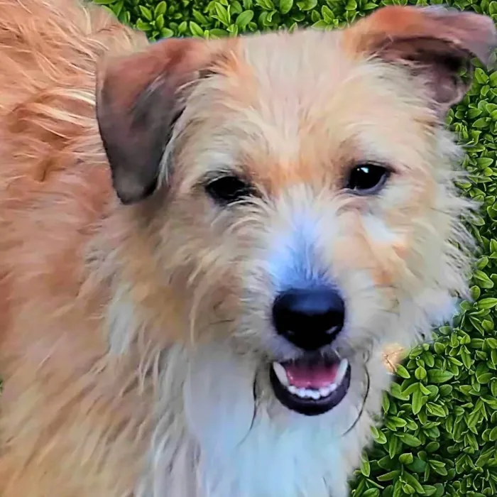 Cachorro ra a SRD-ViraLata idade 1 ano nome Timóteo 