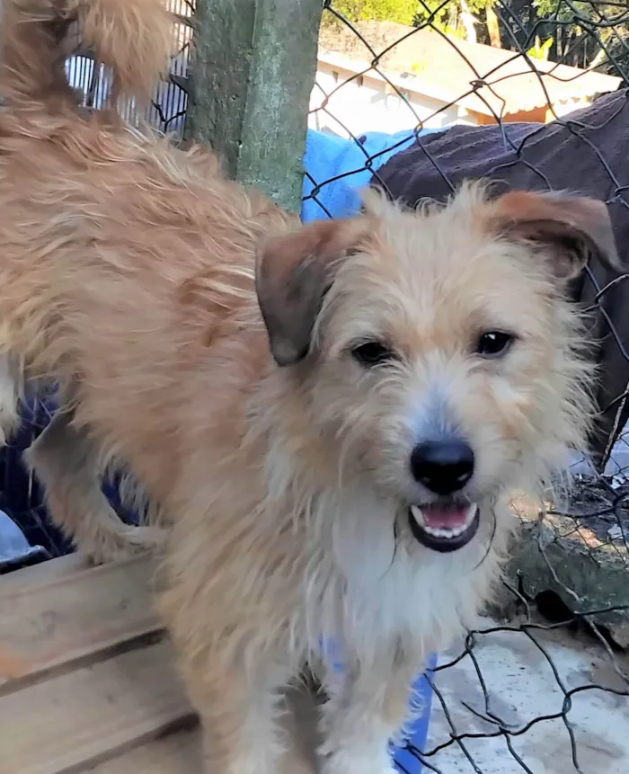 Cachorro ra a SRD-ViraLata idade 1 ano nome Timóteo 