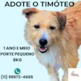 Timóteo 