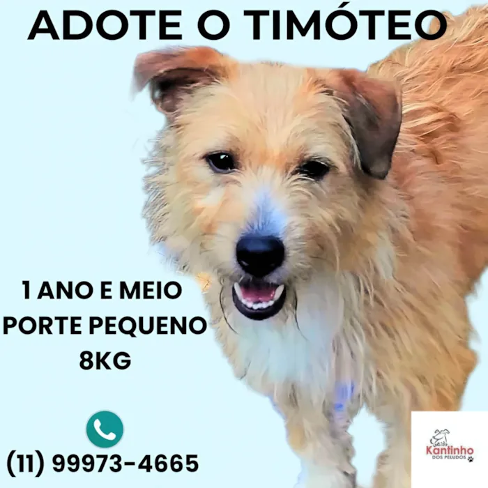 Cachorro ra a SRD-ViraLata idade 1 ano nome Timóteo 
