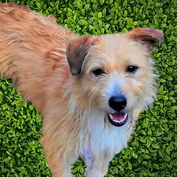 Cachorro ra a SRD-ViraLata idade 1 ano nome Timóteo 