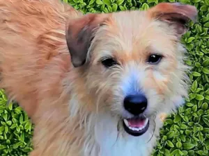 Cachorro raça SRD-ViraLata idade 1 ano nome Timóteo 