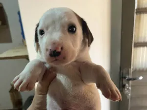 Cachorro raça SRD-ViraLata idade Abaixo de 2 meses nome Bruna