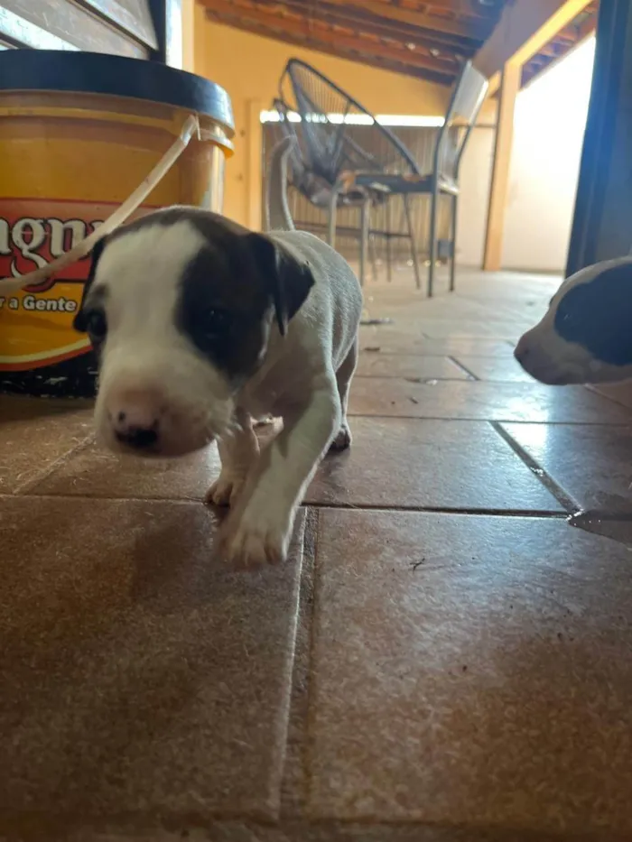 Cachorro ra a SRD-ViraLata idade Abaixo de 2 meses nome Bruna