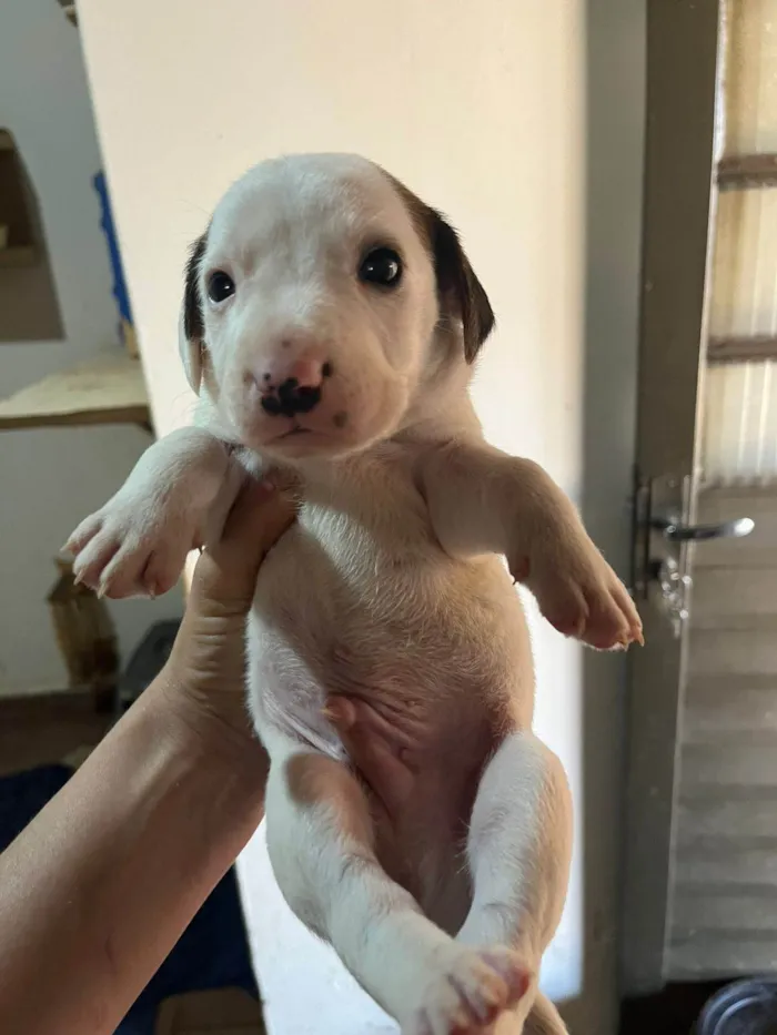 Cachorro ra a SRD-ViraLata idade Abaixo de 2 meses nome Bruna