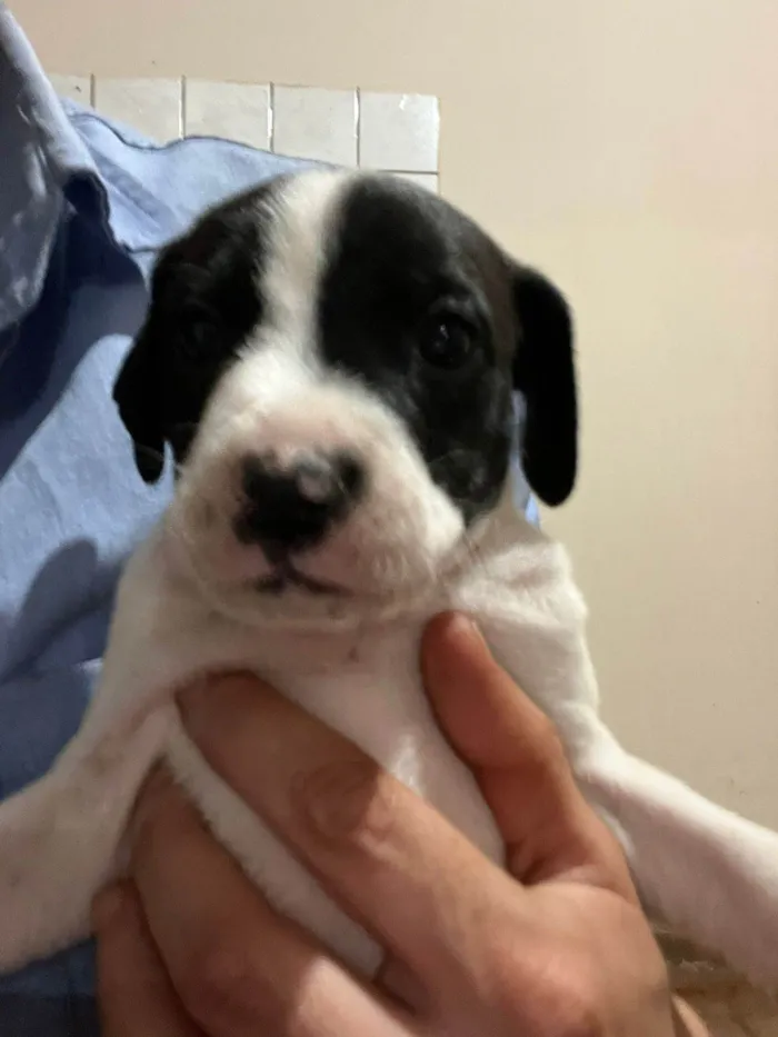 Cachorro ra a SRD-ViraLata idade Abaixo de 2 meses nome Bruna