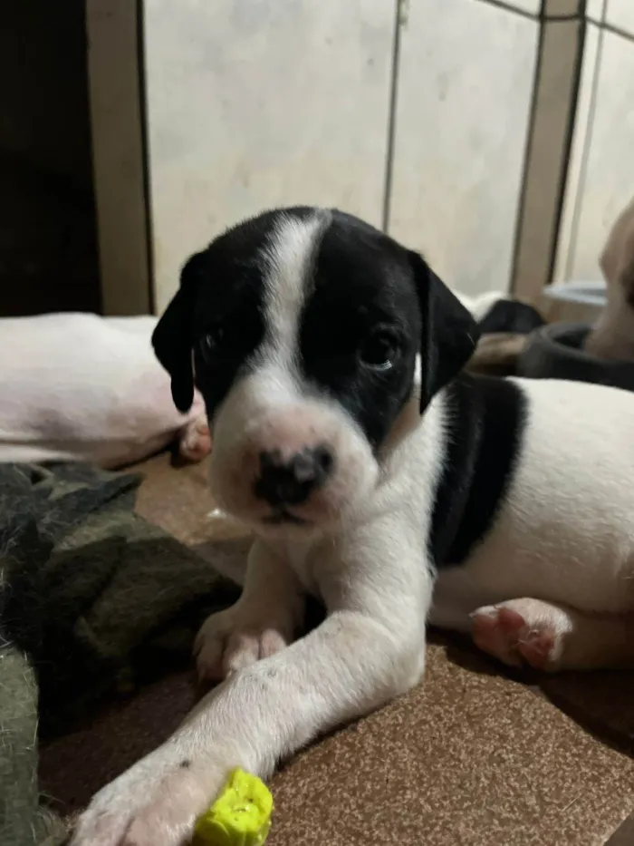 Cachorro ra a SRD-ViraLata idade Abaixo de 2 meses nome Bruna
