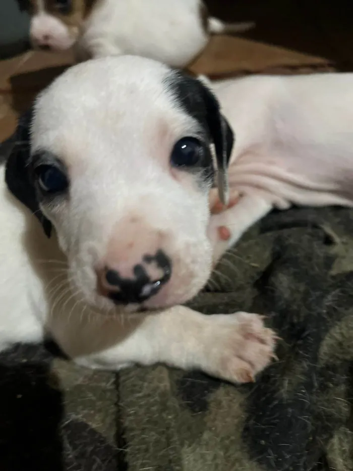 Cachorro ra a SRD-ViraLata idade Abaixo de 2 meses nome Bruna
