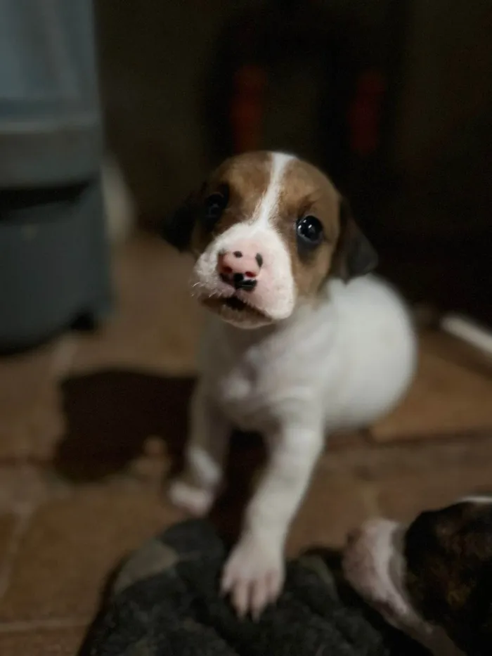 Cachorro ra a SRD-ViraLata idade Abaixo de 2 meses nome Bruna