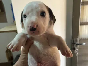 Cachorro raça SRD-ViraLata idade Abaixo de 2 meses nome Bruna