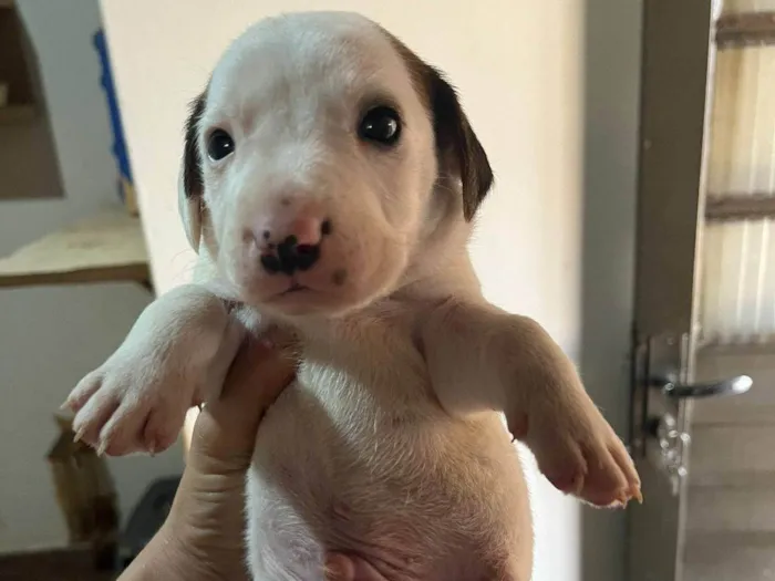 Cachorro ra a SRD-ViraLata idade Abaixo de 2 meses nome Bruna