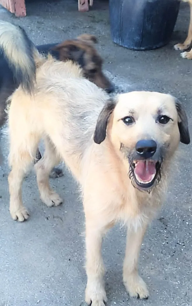 Cachorro ra a SRD-ViraLata idade 1 ano nome Astor 