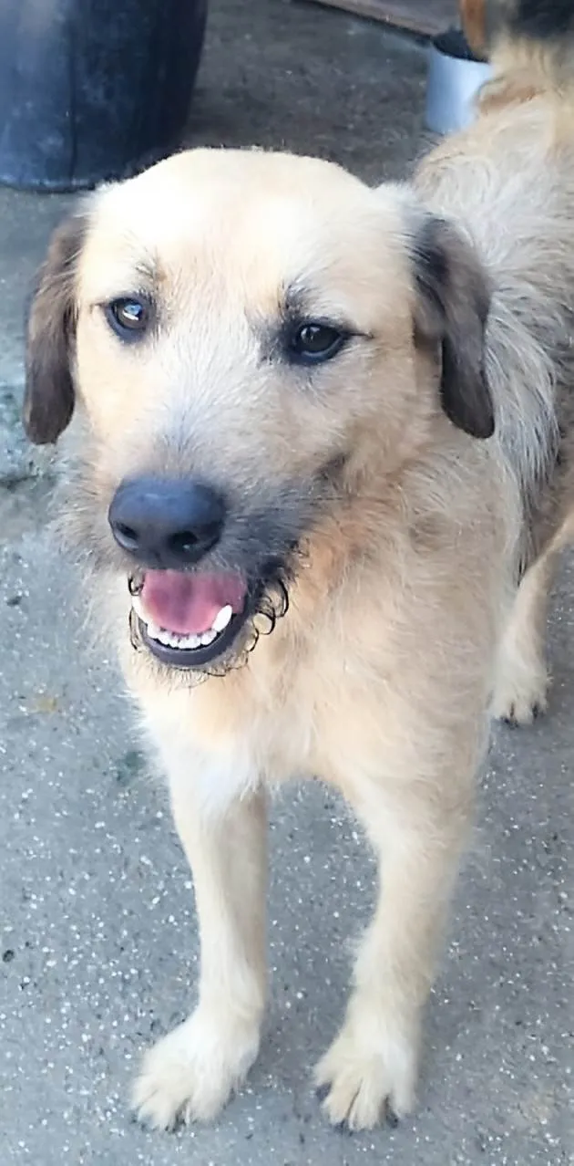 Cachorro ra a SRD-ViraLata idade 1 ano nome Astor 