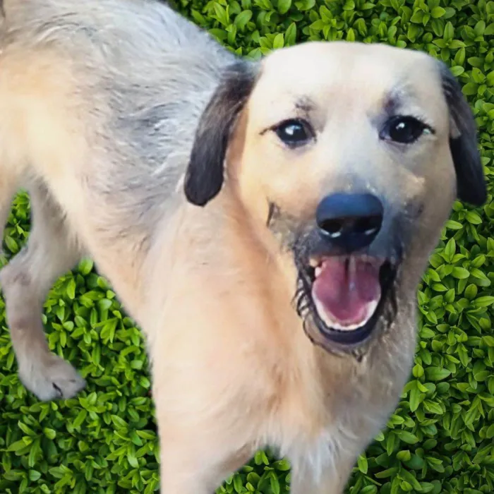 Cachorro ra a SRD-ViraLata idade 1 ano nome Astor 