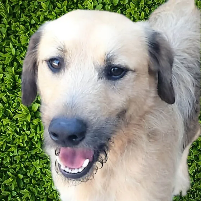 Cachorro ra a SRD-ViraLata idade 1 ano nome Astor 