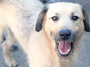 Cachorro raça SRD-ViraLata idade 1 ano nome Astor 