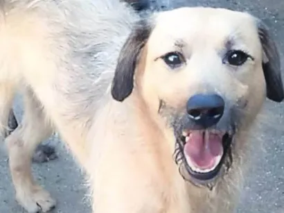 Cachorro raça SRD-ViraLata idade 1 ano nome Astor 