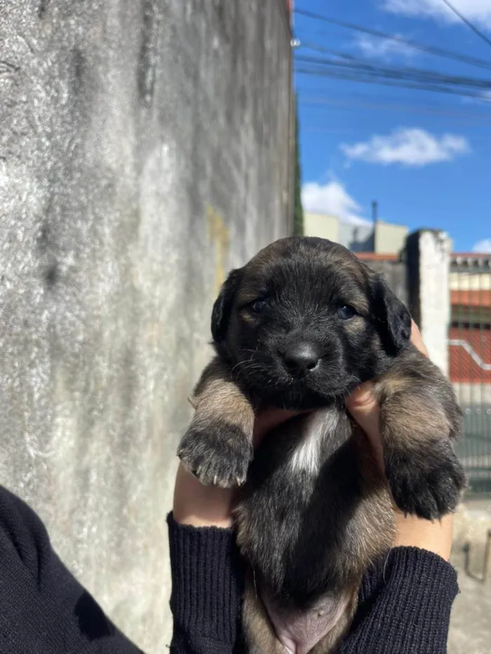 Cachorro ra a SRD-ViraLata idade Abaixo de 2 meses nome Jacqueline