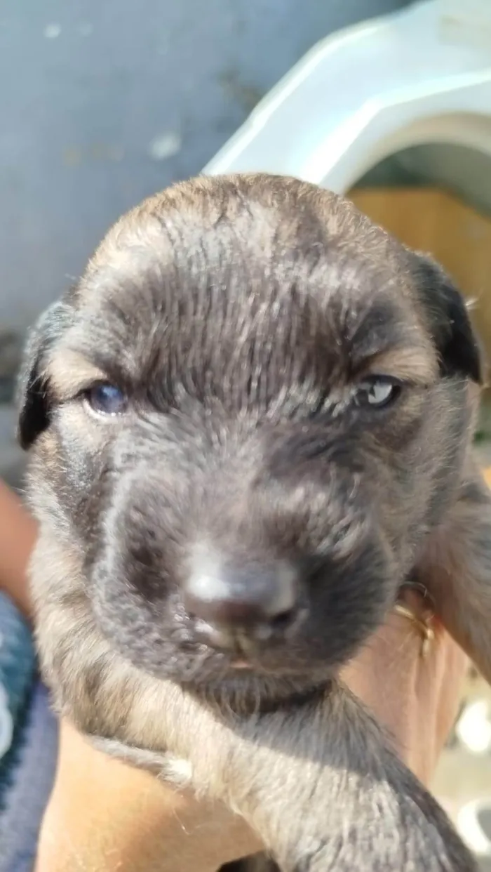 Cachorro ra a SRD-ViraLata idade Abaixo de 2 meses nome Jacqueline