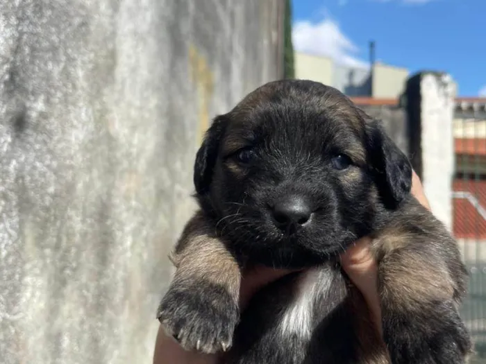 Cachorro ra a SRD-ViraLata idade Abaixo de 2 meses nome Jacqueline