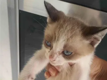 Gato raça SRD-ViraLata idade 2 a 6 meses nome Amanda Coutinho Prado