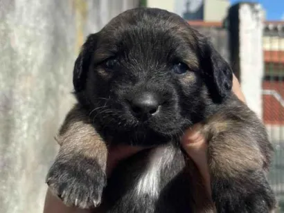 Cachorro raça SRD-ViraLata idade Abaixo de 2 meses nome Jacqueline