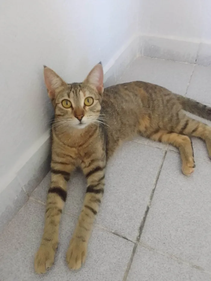 Gato ra a SRD-ViraLata idade 7 a 11 meses nome Sem nome