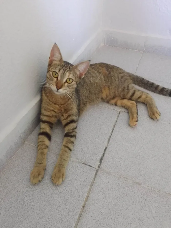 Gato ra a SRD-ViraLata idade 7 a 11 meses nome Sem nome