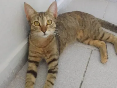 Gato raça SRD-ViraLata idade 7 a 11 meses nome Sem nome